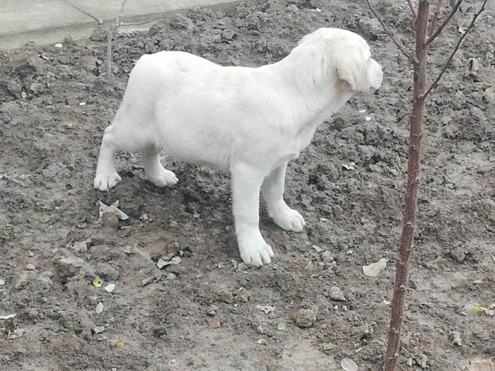 labrador retriver štenci besplatni mali oglasi