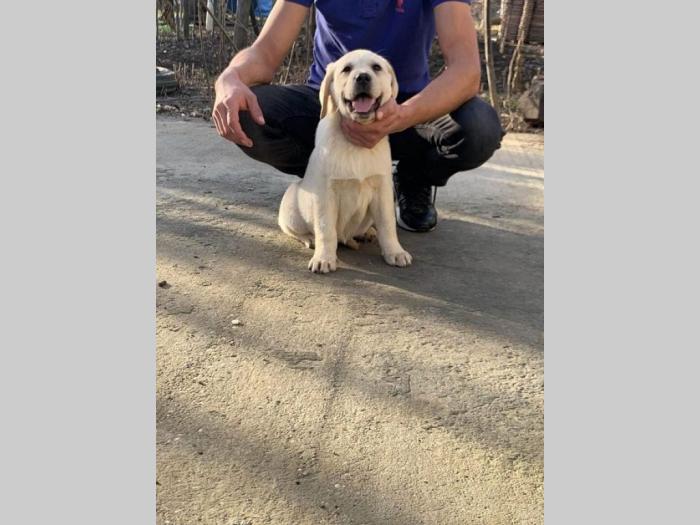 labrador retriver štenci besplatni mali oglasi