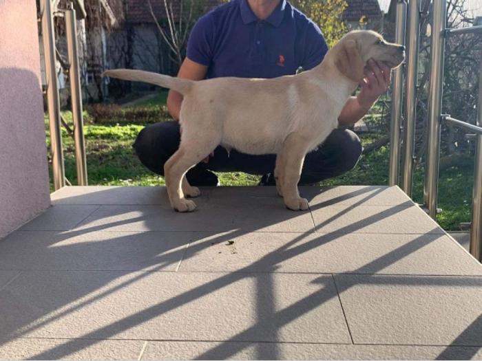 labrador retriver štenci besplatni mali oglasi