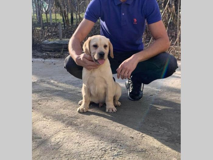 labrador retriver štenci besplatni mali oglasi
