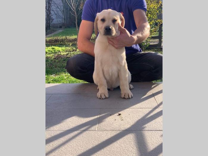 labrador retriver štenci besplatni mali oglasi