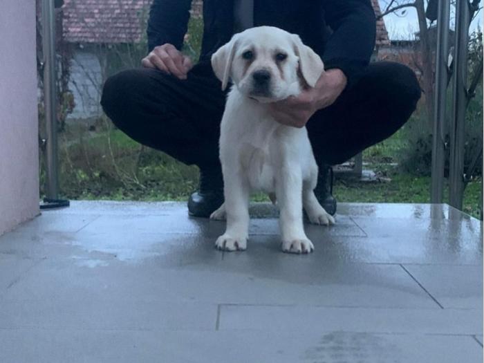 labrador retriver štenci besplatni mali oglasi