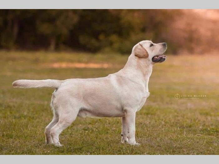 labrador retriver štenci besplatni mali oglasi