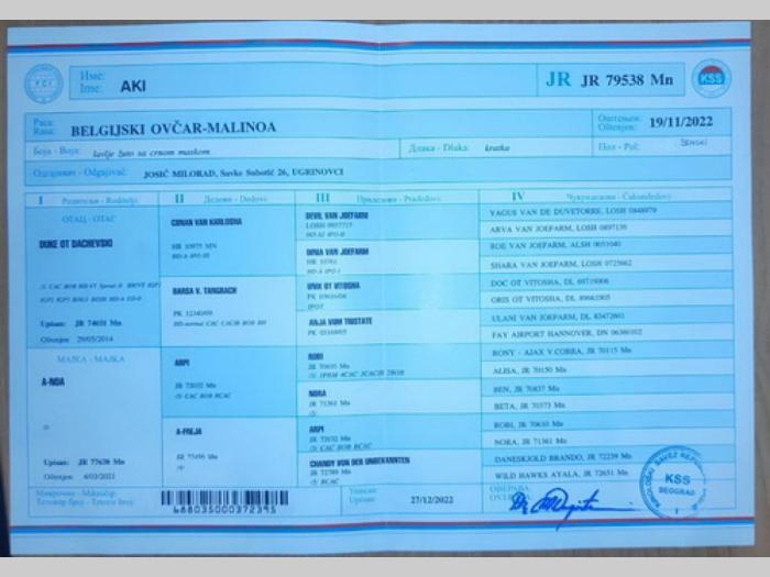 belgijski ovčar malinoa štenci besplatni mali oglasi
