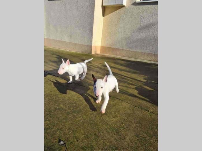 mini bul terijer štenci besplatni mali oglasi