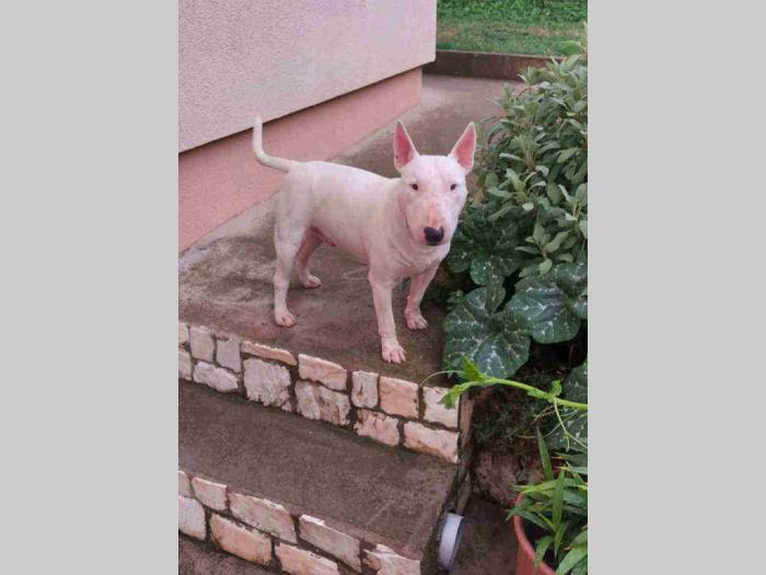 mini bul terijer štenci besplatni mali oglasi