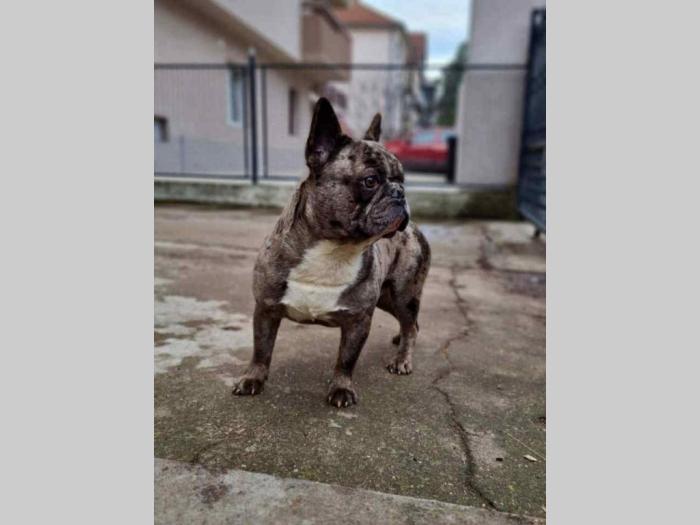 francuski buldog štenci besplatni mali oglasi