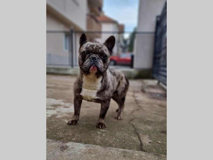 francuski buldog štenci besplatni mali oglasi