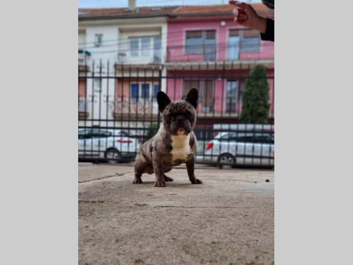 francuski buldog štenci besplatni mali oglasi