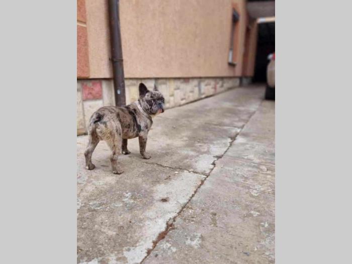 francuski buldog štenci besplatni mali oglasi