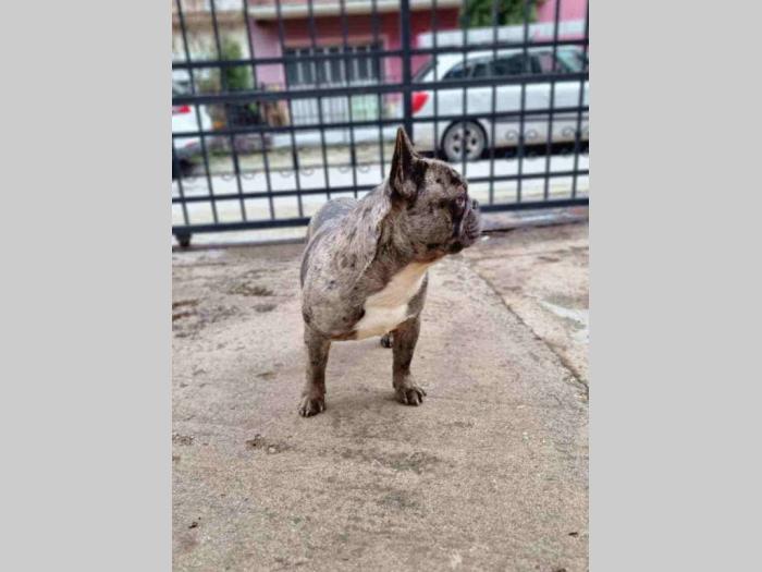 francuski buldog štenci besplatni mali oglasi