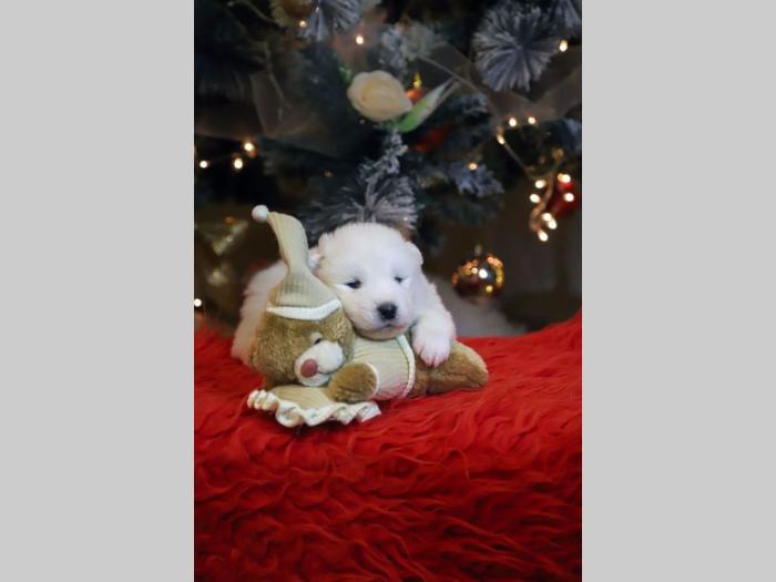 samojed štenci besplatni mali oglasi
