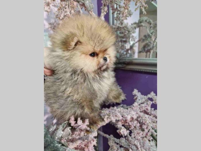 pomeranac boo besplatni mali oglasi
