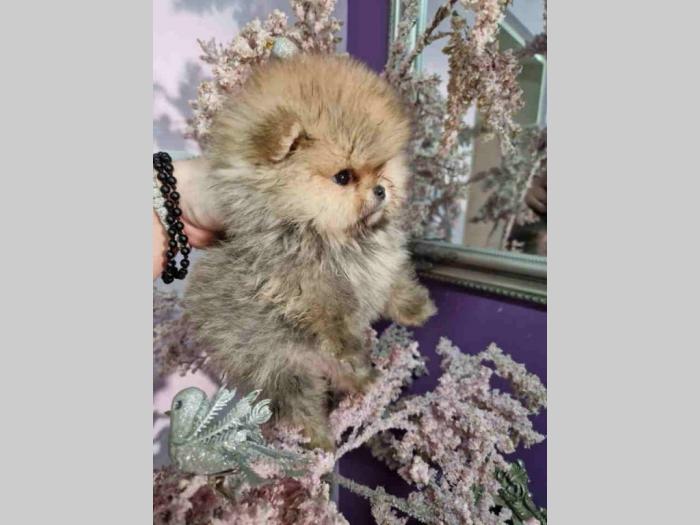 pomeranac boo besplatni mali oglasi