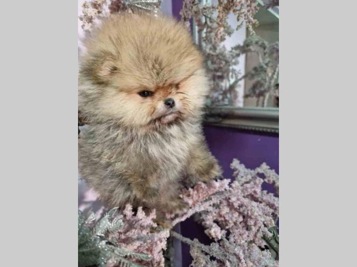 pomeranac boo besplatni mali oglasi