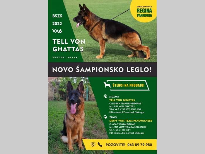 nemački ovčari šampionsko poreklo veliki izbor besplatni mali oglasi