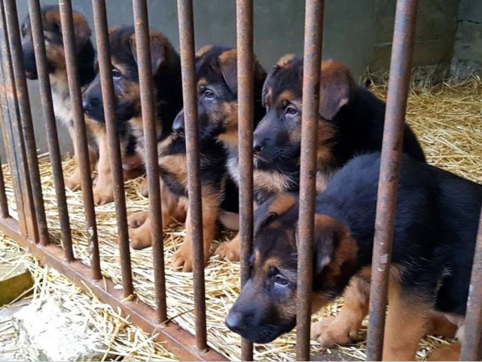 nemački ovčari šampionsko poreklo veliki izbor besplatni mali oglasi