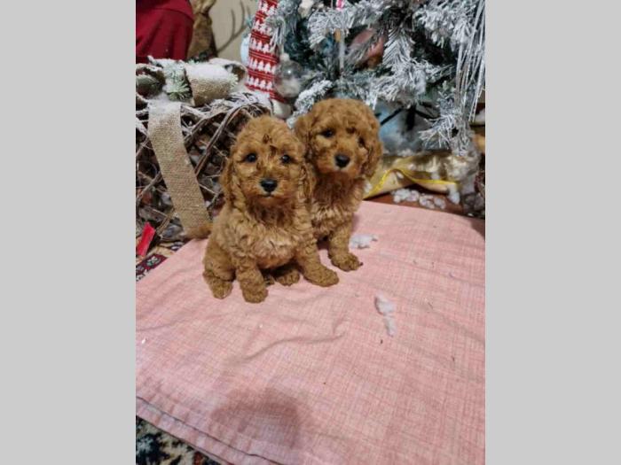 patuljaste pudle štenci besplatni mali oglasi