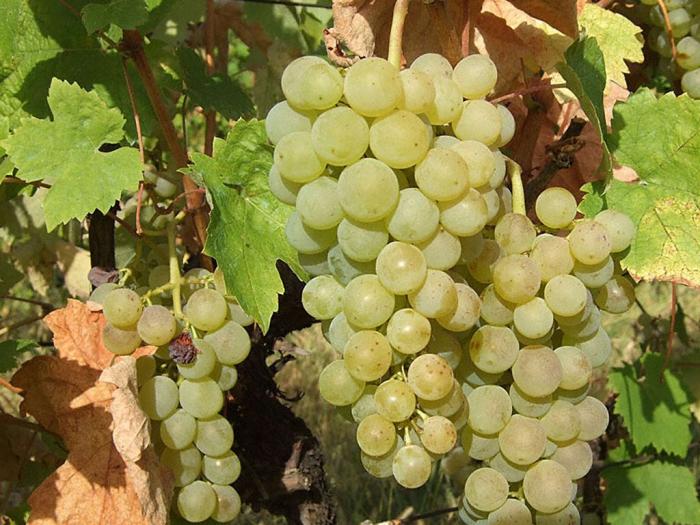 sadnice grožđa za proleće 2023 godine besplatni mali oglasi