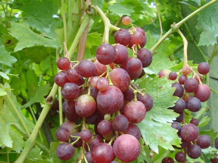 sadnice grožđa za proleće 2023 godine besplatni mali oglasi
