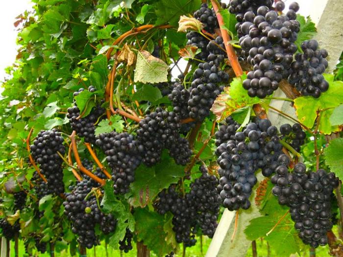sadnice grožđa za proleće 2023 godine besplatni mali oglasi