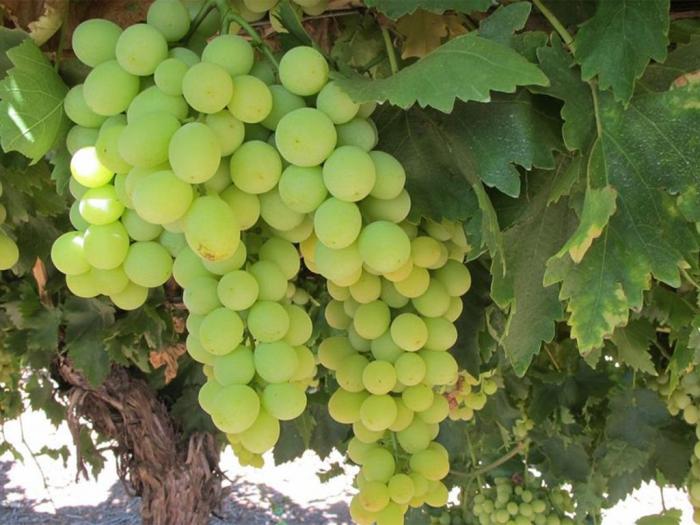 sadnice grožđa za proleće 2023 godine besplatni mali oglasi