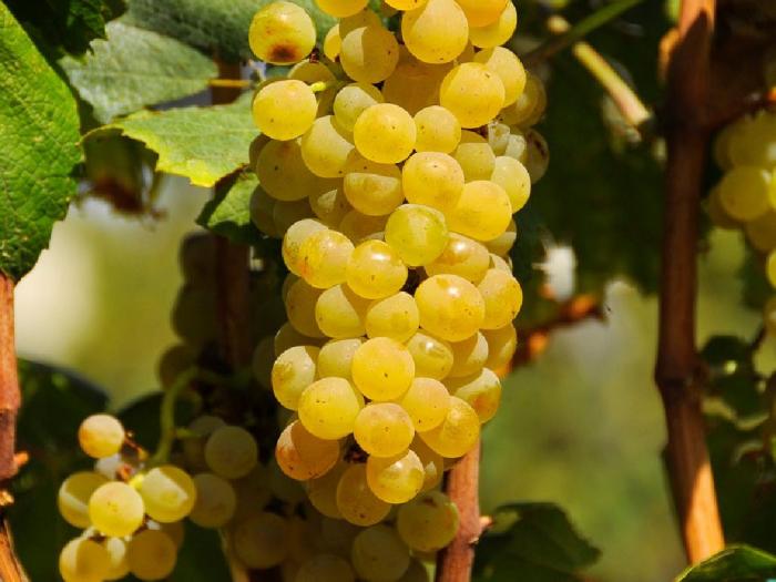 sadnice grožđa za proleće 2023 godine besplatni mali oglasi