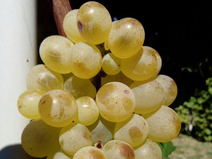 sadnice grožđa za proleće 2023 godine besplatni mali oglasi