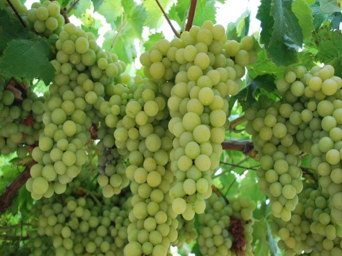 sadnice grožđa za proleće 2023 godine besplatni mali oglasi