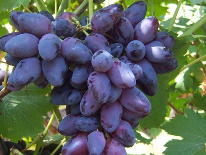 sadnice grožđa za proleće 2023 godine besplatni mali oglasi