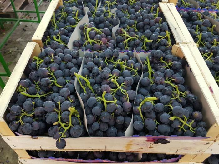 sadnice grožđa za proleće 2023 godine besplatni mali oglasi