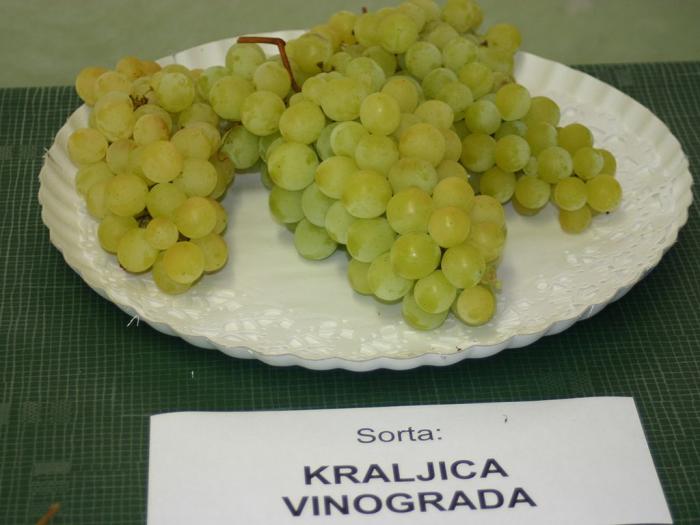 sadnice grožđa za proleće 2023 godine besplatni mali oglasi