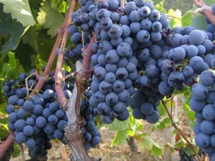 sadnice grožđa za proleće 2023 godine besplatni mali oglasi