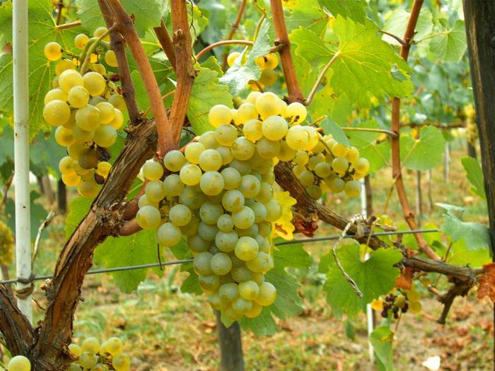 sadnice grožđa za proleće 2023 godine besplatni mali oglasi