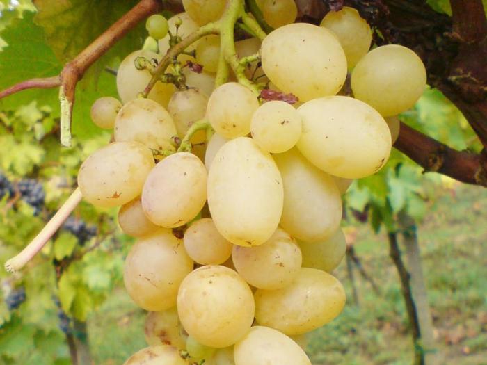 sadnice grožđa za proleće 2023 godine besplatni mali oglasi