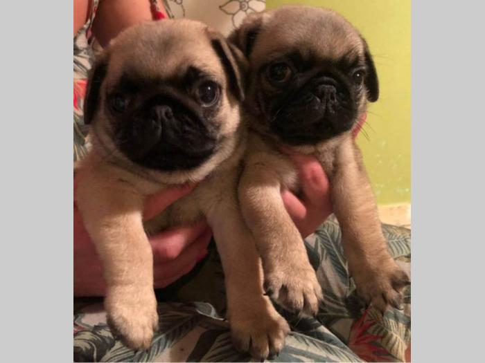 mops štenci besplatni mali oglasi