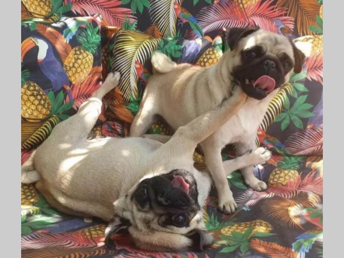 mops štenci besplatni mali oglasi