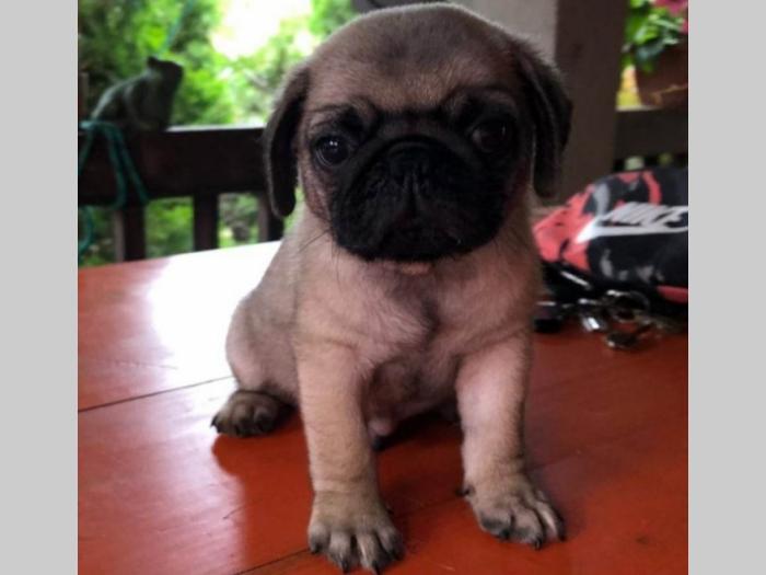 mops štenci besplatni mali oglasi