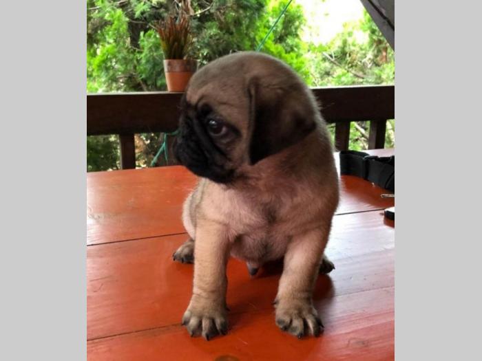 mops štenci besplatni mali oglasi