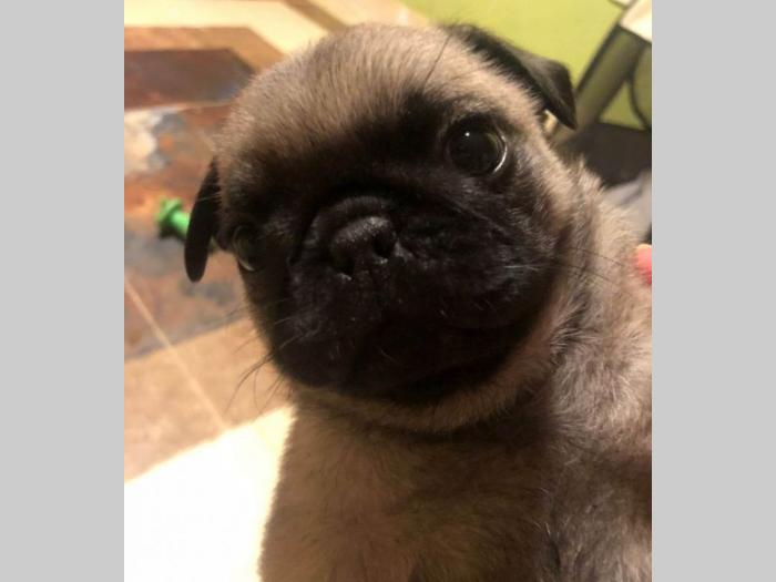 mops štenci besplatni mali oglasi