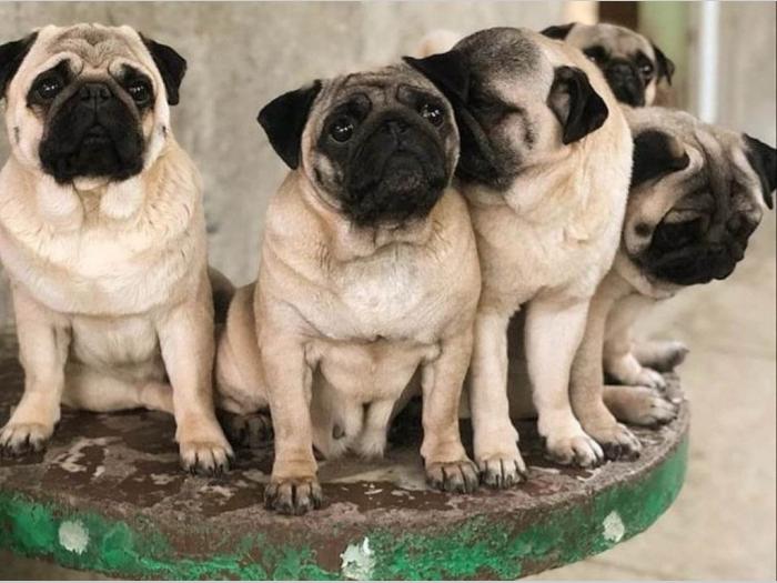 mops štenci besplatni mali oglasi