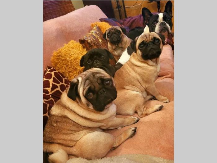 mops štenci besplatni mali oglasi
