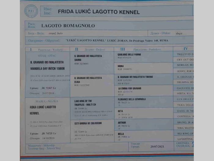 lagoto romanjolo štence besplatni mali oglasi