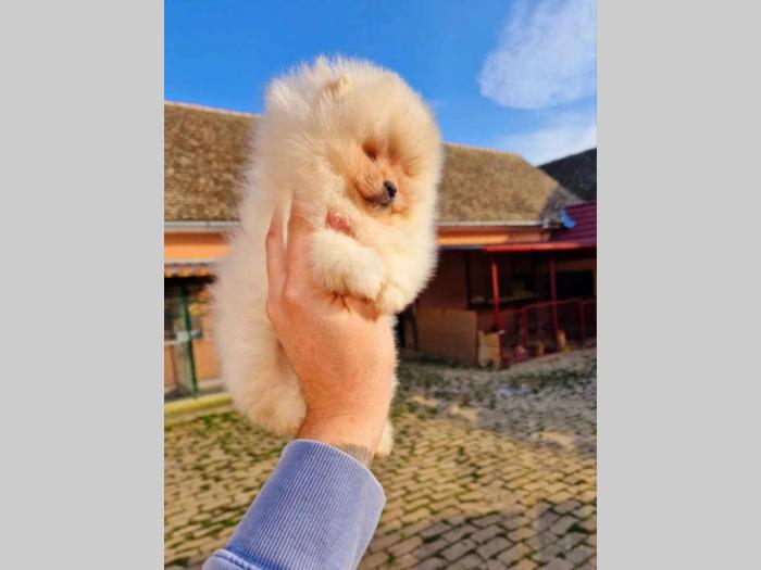 pomeranci boo štenci besplatni mali oglasi