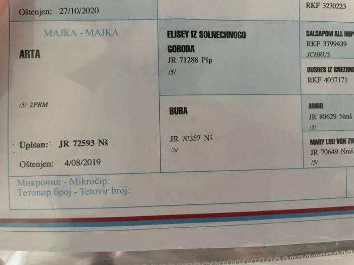 pomeranci štenci besplatni mali oglasi