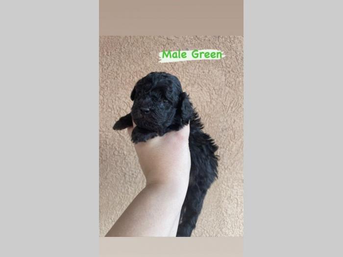patuljaste pudle štenci besplatni mali oglasi