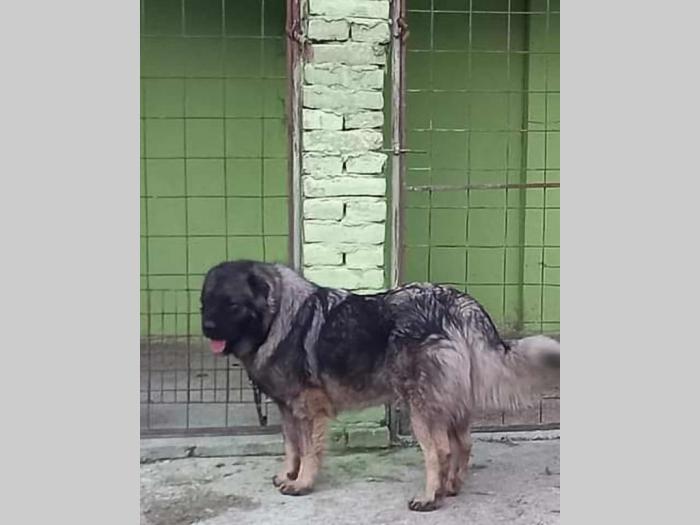 kavkaski ovčar štenci besplatni mali oglasi