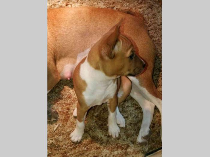 basenji štenci besplatni mali oglasi