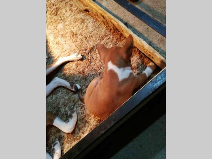 basenji štenci besplatni mali oglasi