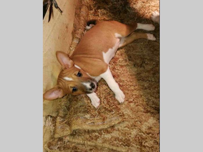 basenji štenci besplatni mali oglasi